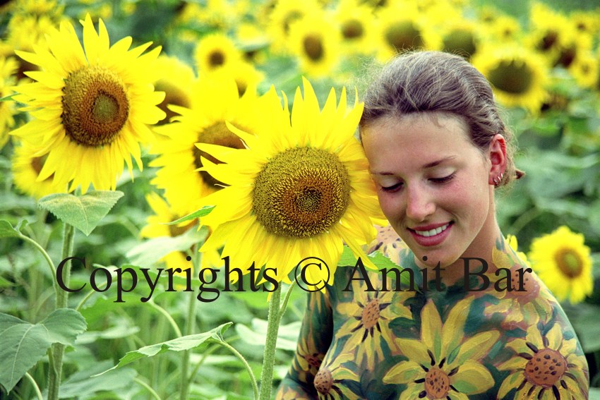 Photo Sunflowers / Amit Bar / iam.photo