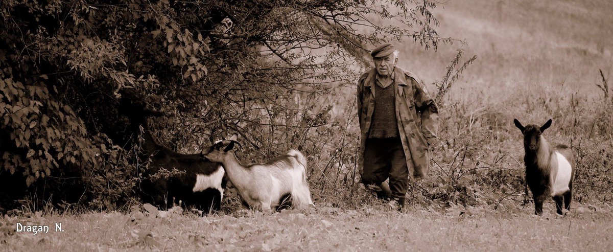 Photo goats / Dragan Nikolić / iam.photo